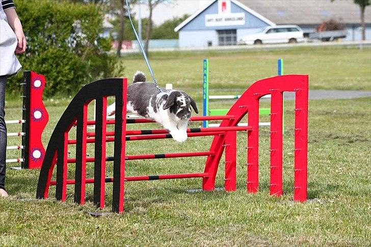 Kanin Magics Google billede 9