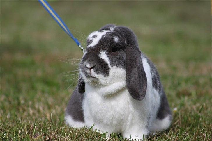 Kanin Magics Google billede 10