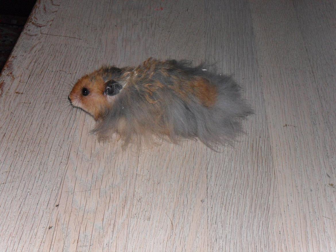 Hamster Knud billede 2