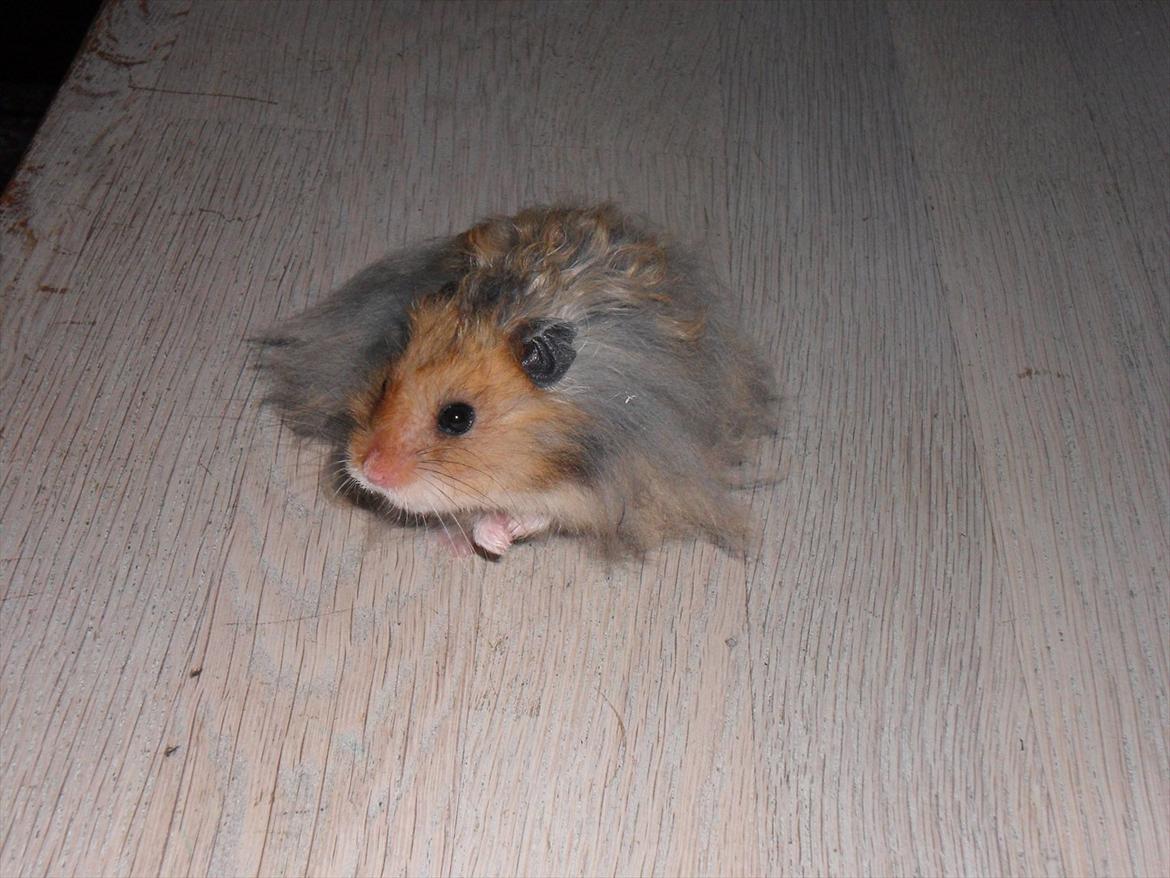 Hamster Knud billede 4