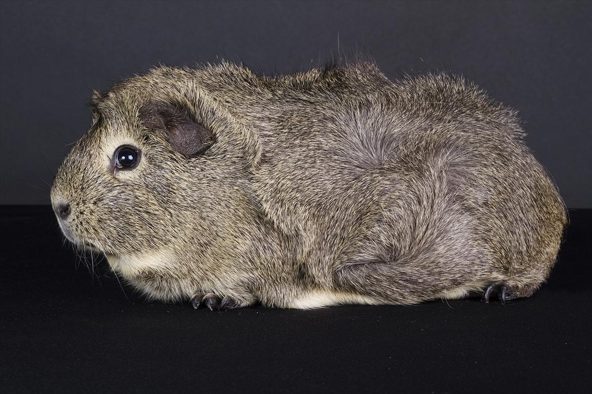 Marsvin Mulle - August 2011 billede 19