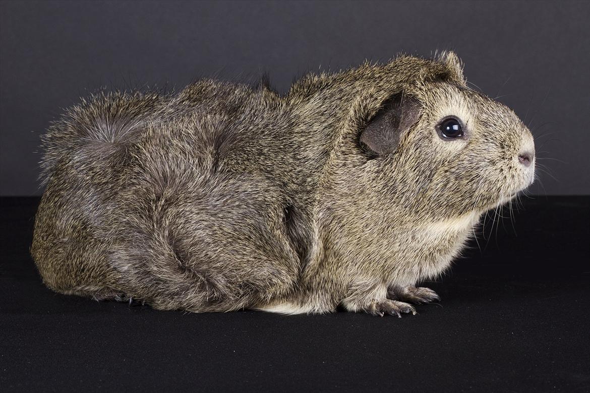 Marsvin Mulle - August 2011 billede 20