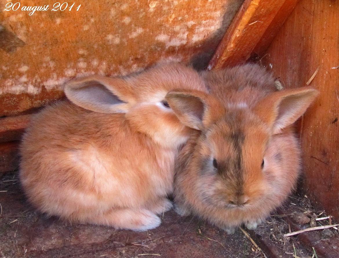 Kanin Unavngivet - Puttetrolden <3 *SOLGT* billede 3