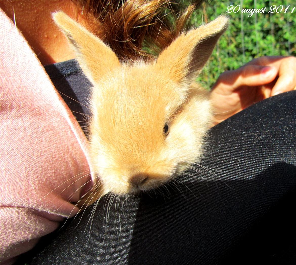 Kanin Unavngivet - Puttetrolden <3 *SOLGT* billede 4