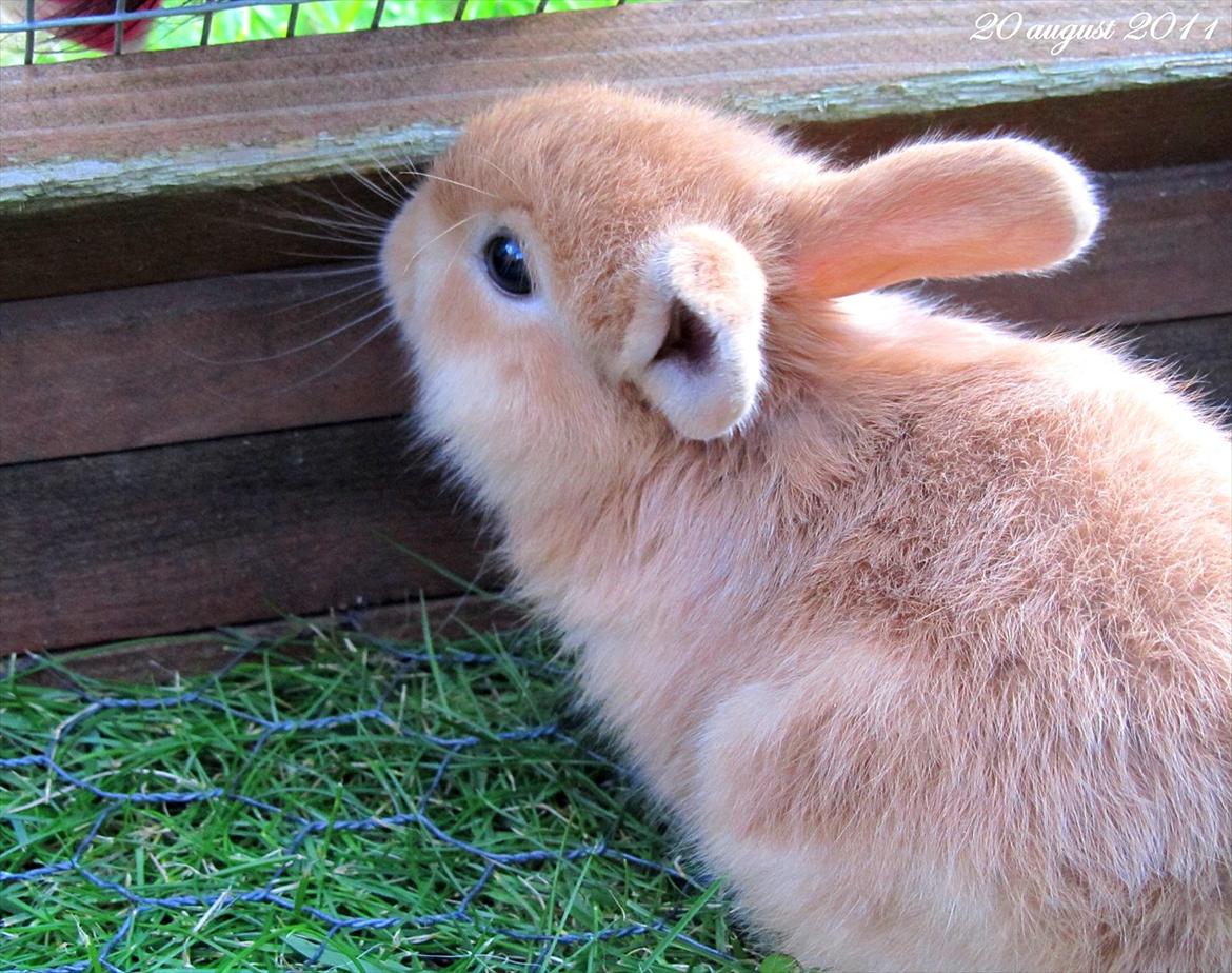 Kanin Unavngivet - Puttetrolden <3 *SOLGT* billede 5