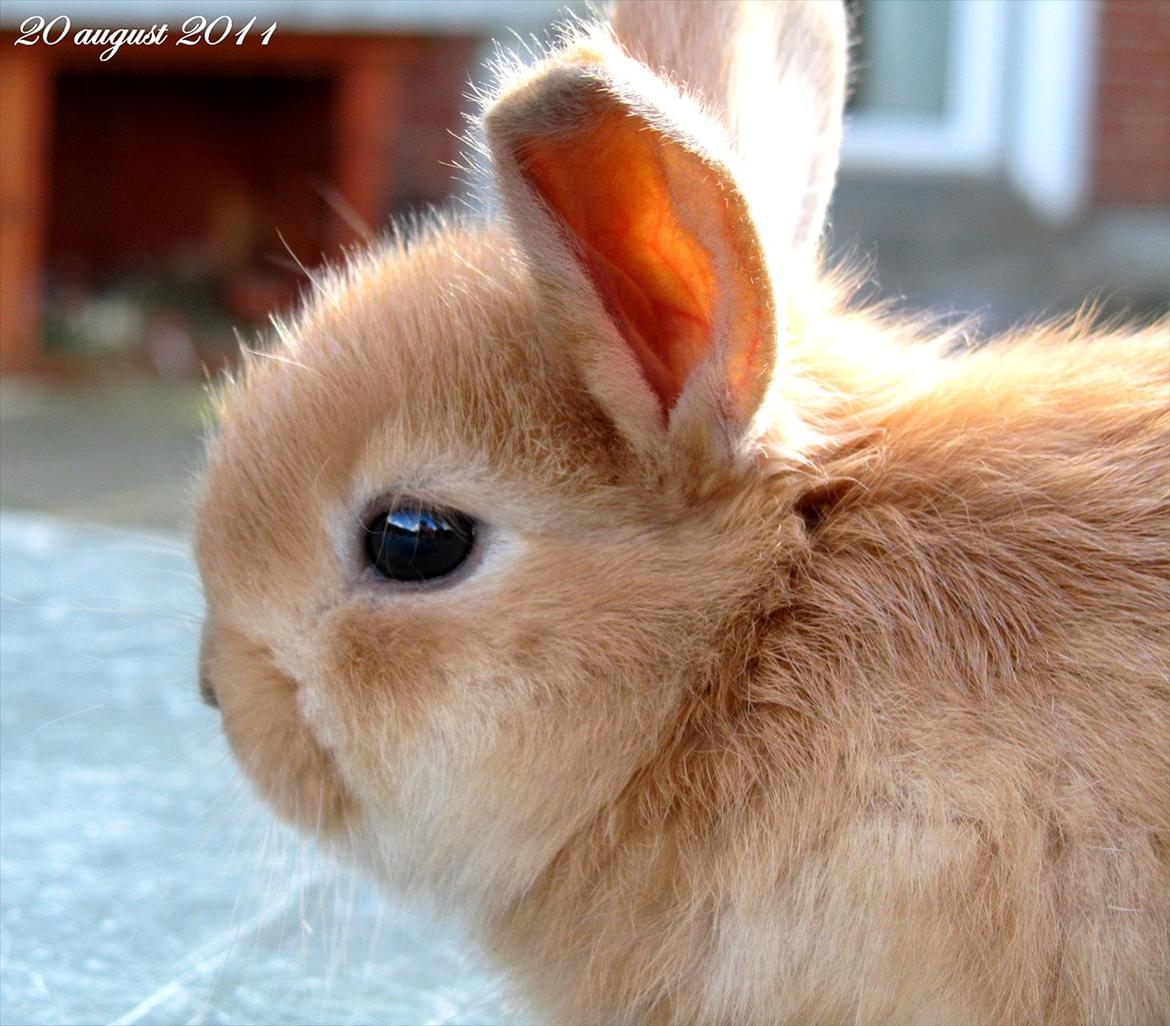 Kanin Unavngivet - Puttetrolden <3 *SOLGT* billede 6