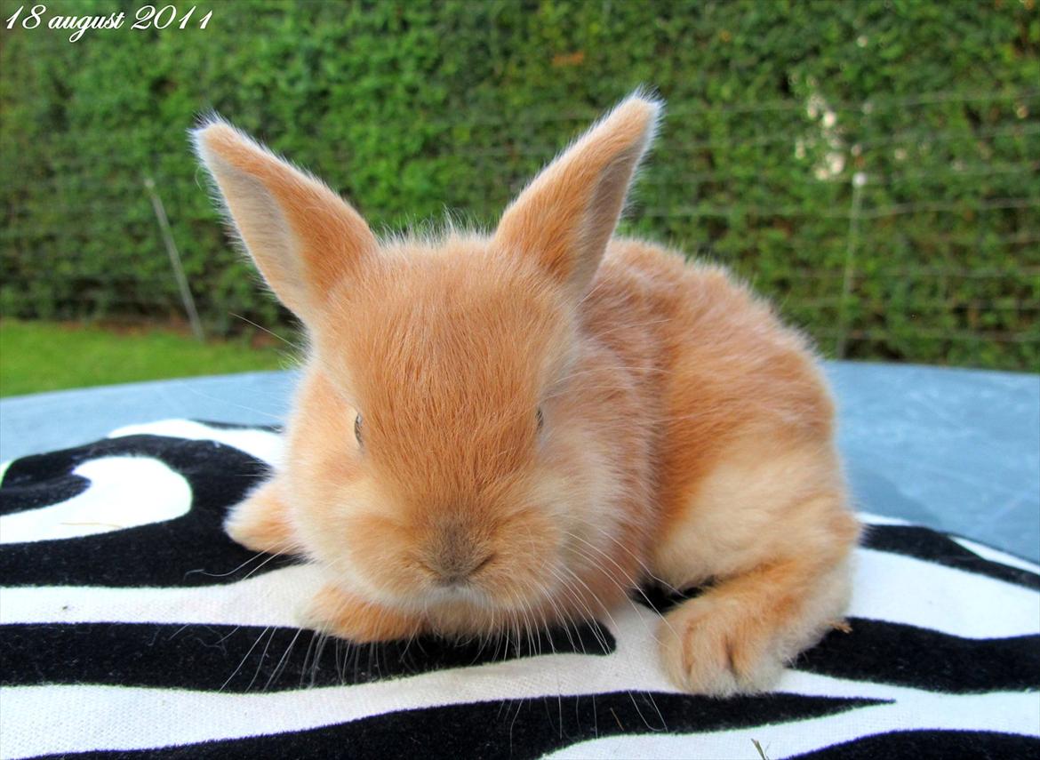 Kanin Unavngivet - Puttetrolden <3 *SOLGT* billede 7