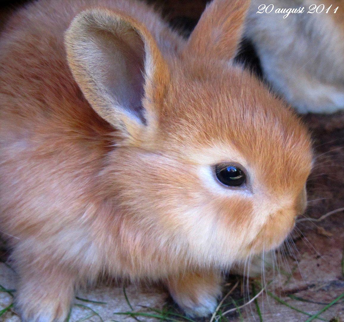 Kanin Unavngivet - Puttetrolden <3 *SOLGT* billede 2