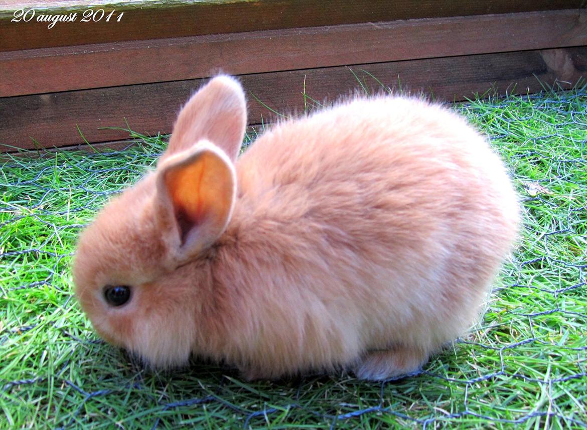 Kanin Unavngivet - Puttetrolden <3 *SOLGT* billede 9