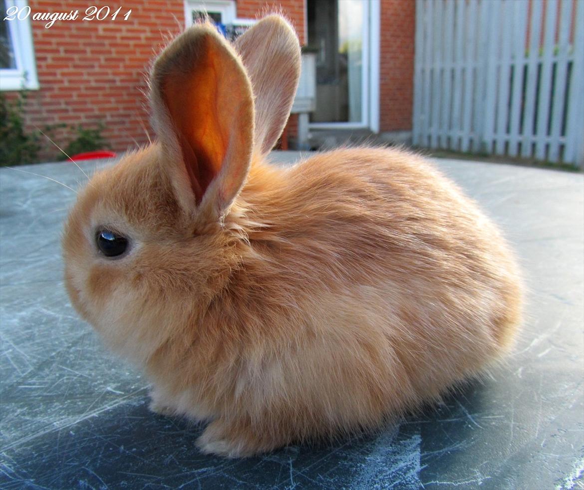 Kanin Unavngivet - Puttetrolden <3 *SOLGT* billede 8