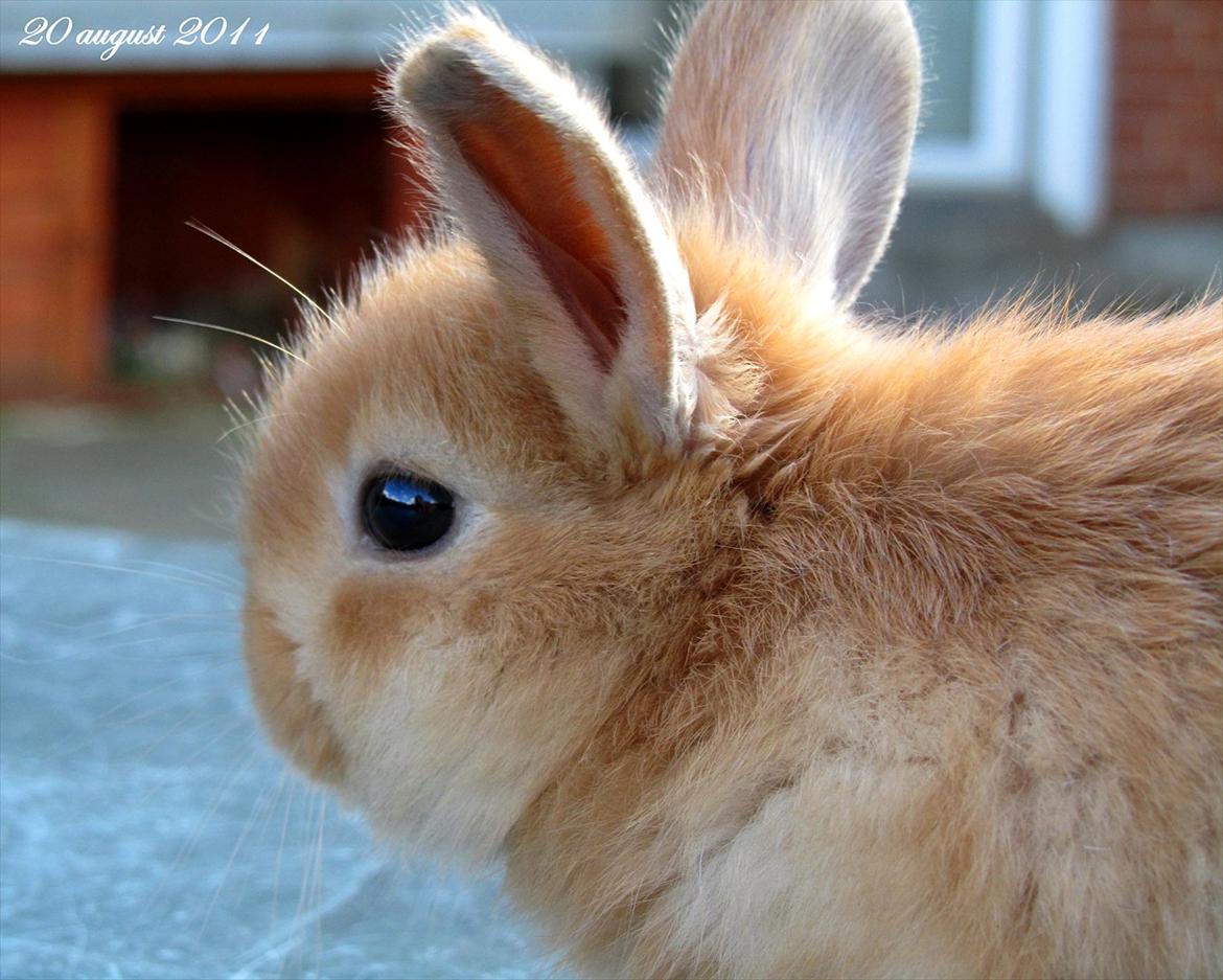 Kanin Unavngivet - Puttetrolden <3 *SOLGT* billede 12