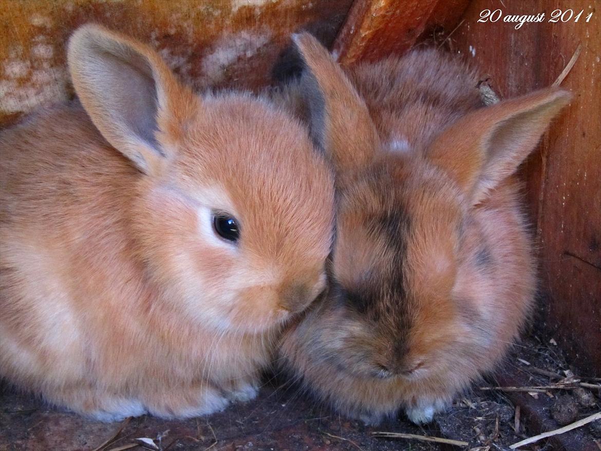 Kanin Batgirl billede 6