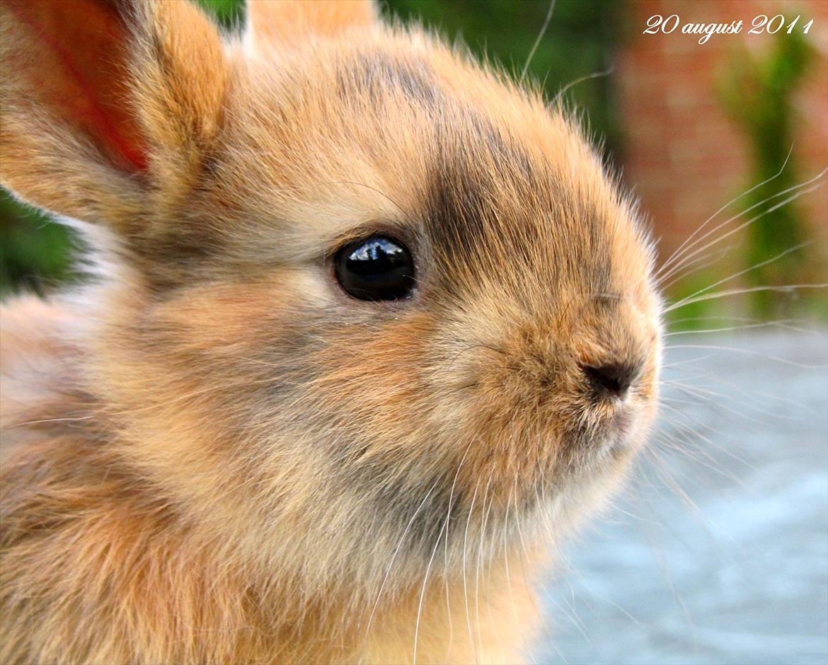 Kanin Batgirl billede 2