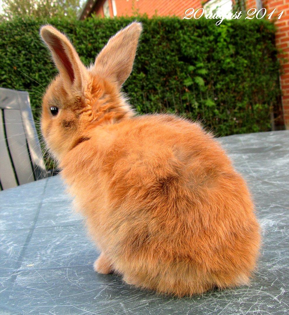 Kanin Batgirl billede 4