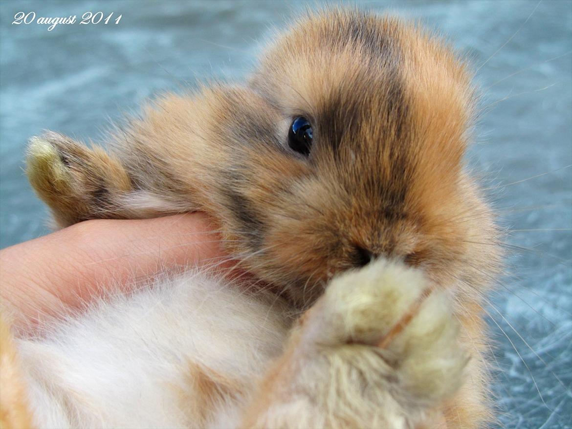 Kanin Batgirl billede 1