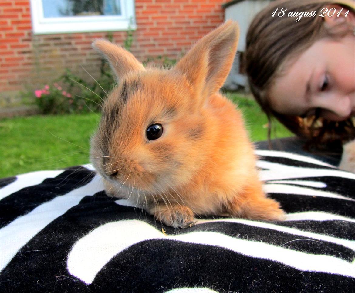 Kanin Batgirl billede 5