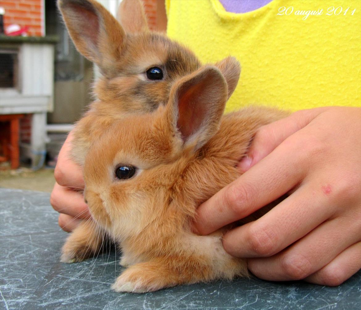 Kanin Batgirl billede 7