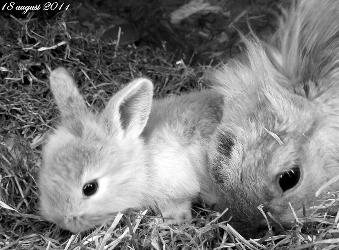 Kanin Gizmo - Slikke fidusern <3 billede 3