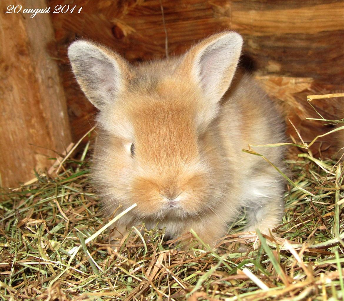 Kanin Gizmo - Slikke fidusern <3 billede 1