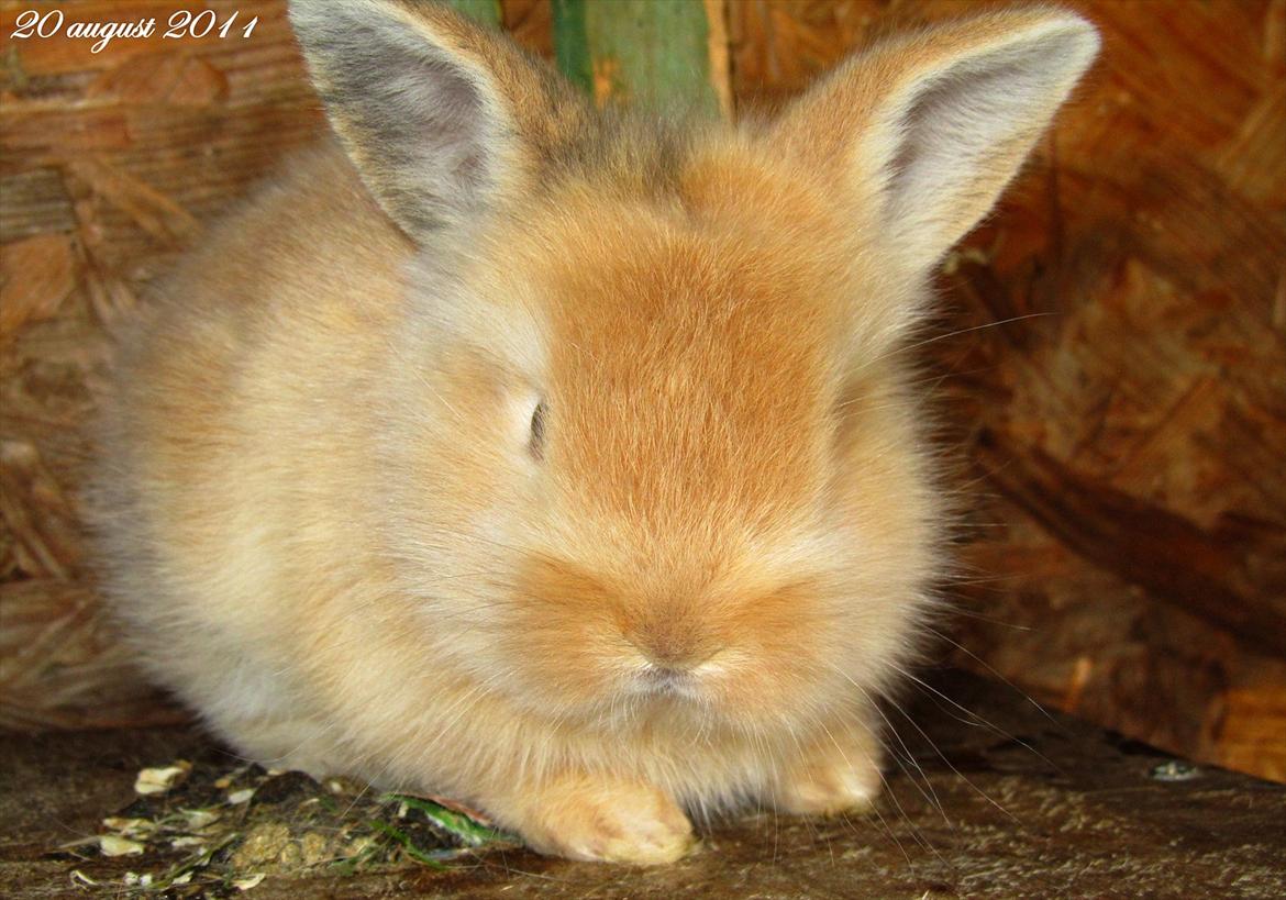 Kanin Gizmo - Slikke fidusern <3 billede 2