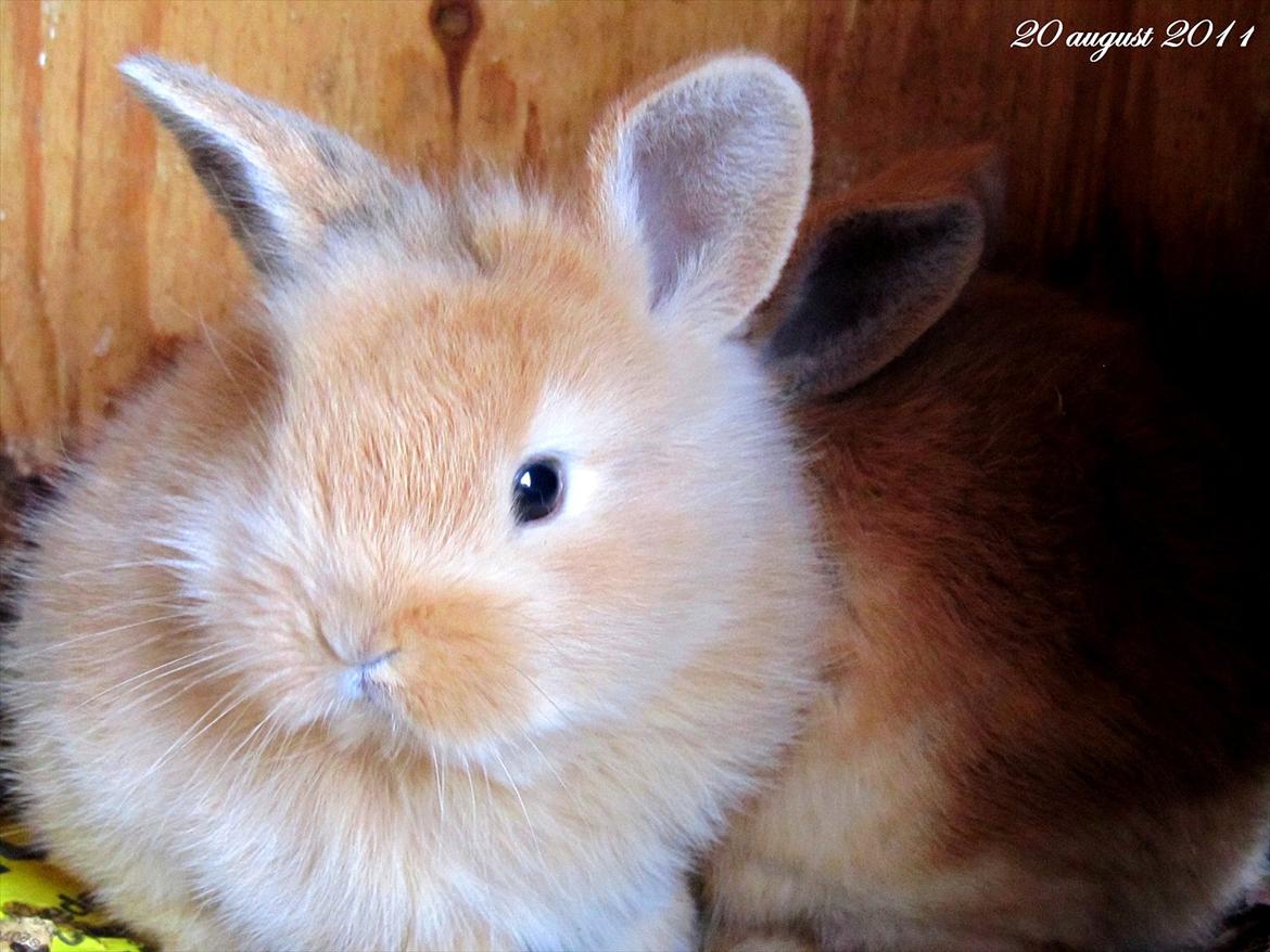 Kanin Gizmo - Slikke fidusern <3 billede 6