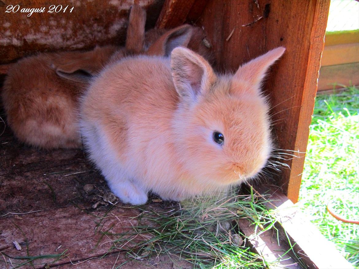 Kanin Gizmo - Slikke fidusern <3 billede 7