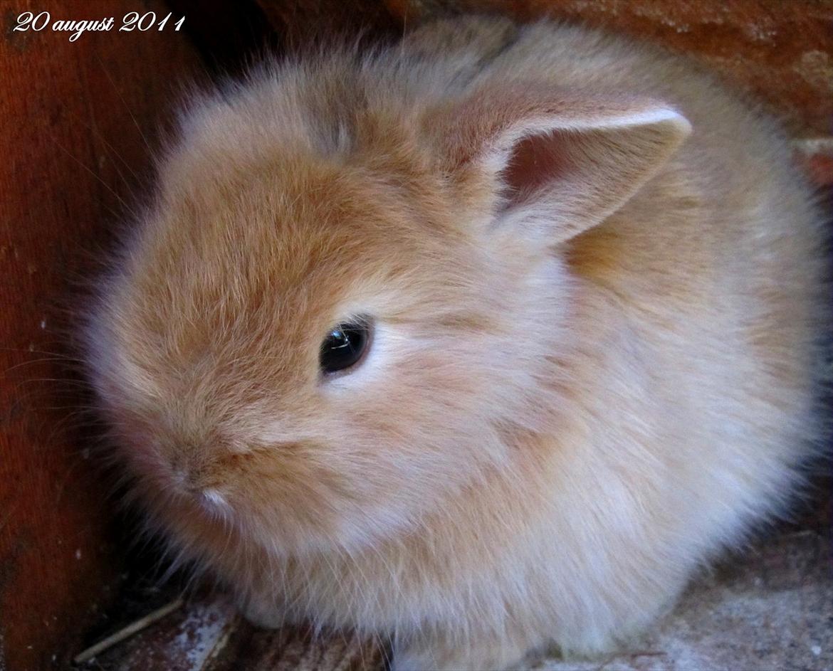 Kanin Gizmo - Slikke fidusern <3 billede 9