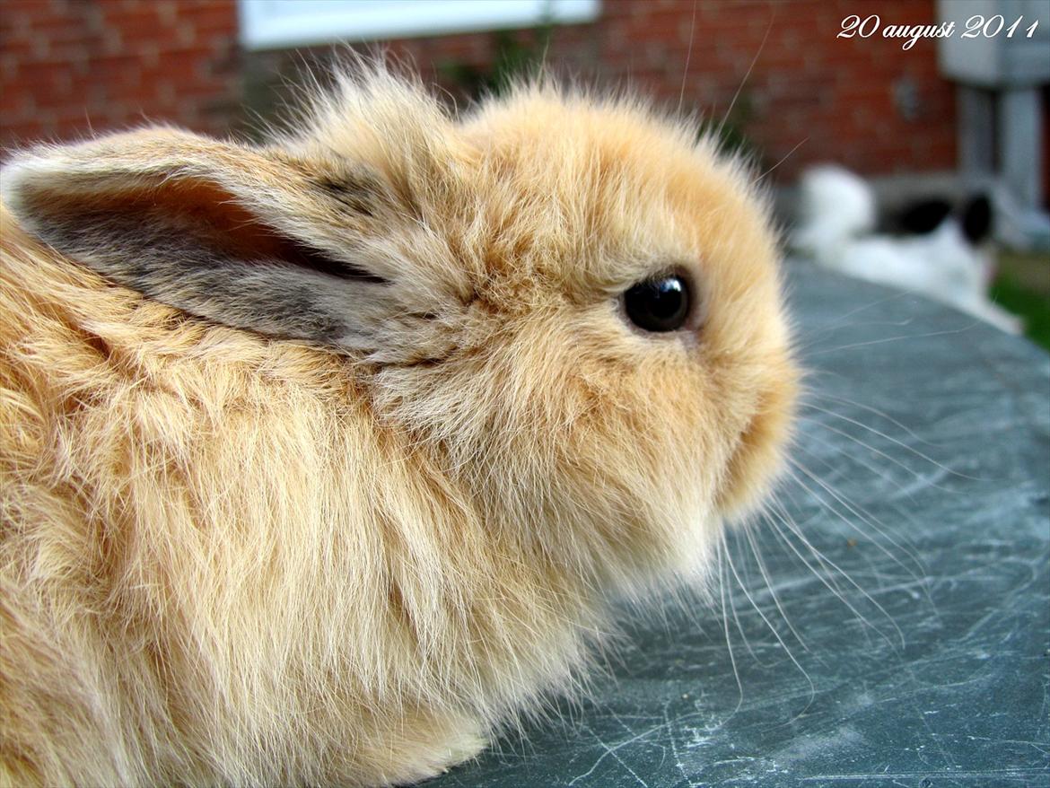 Kanin Gizmo - Slikke fidusern <3 billede 11