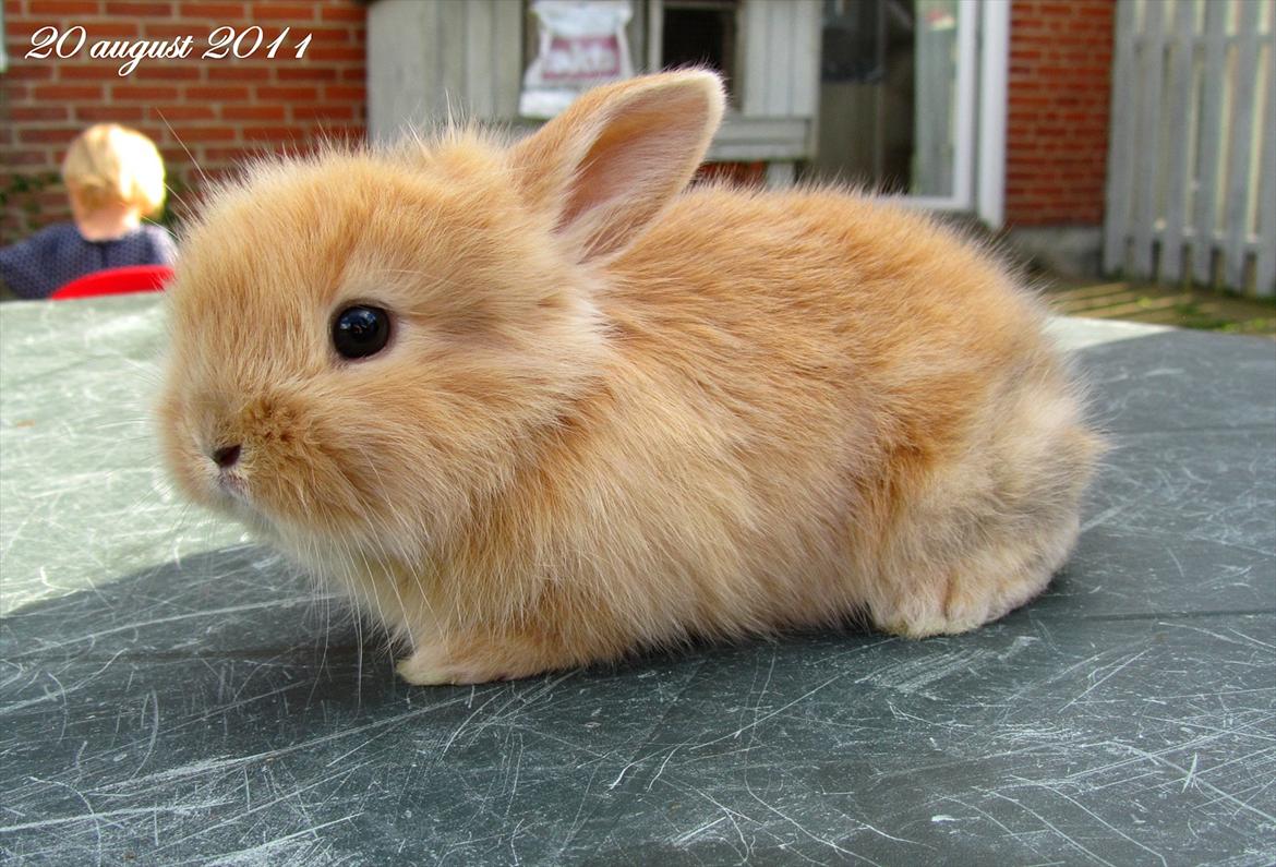 Kanin Gizmo - Slikke fidusern <3 billede 12