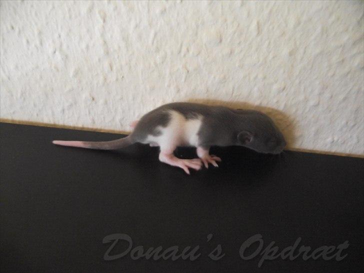 Tamrotte *Donau´s A Miracle Of Ice* - 28 august 2011, 3 uger gammel... billede 6