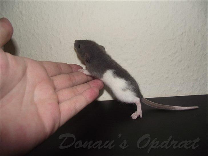 Tamrotte *Donau´s A Miracle Of Ice* - 28 august 2011, 3 uger gammel... billede 7