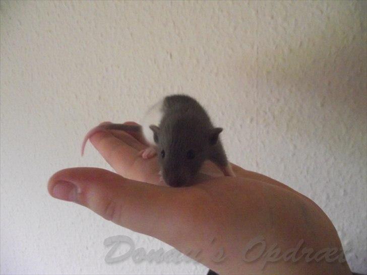 Tamrotte *Donau´s A Miracle Of Ice* - 28 august 2011, 3 uger gammel... billede 8