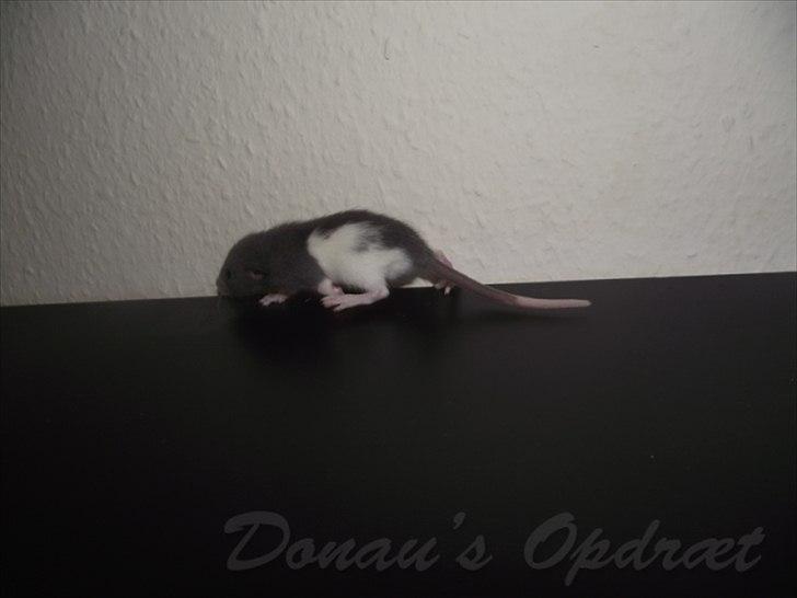 Tamrotte *Donau´s A Miracle Of Ice* - 28 august 2011, 3 uger gammel... billede 9