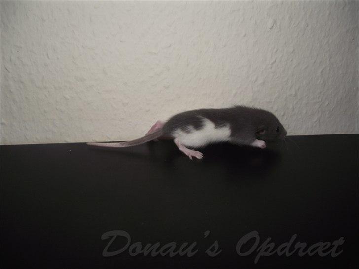 Tamrotte *Donau´s A Miracle Of Ice* - 28 august 2011, 3 uger gammel... billede 10