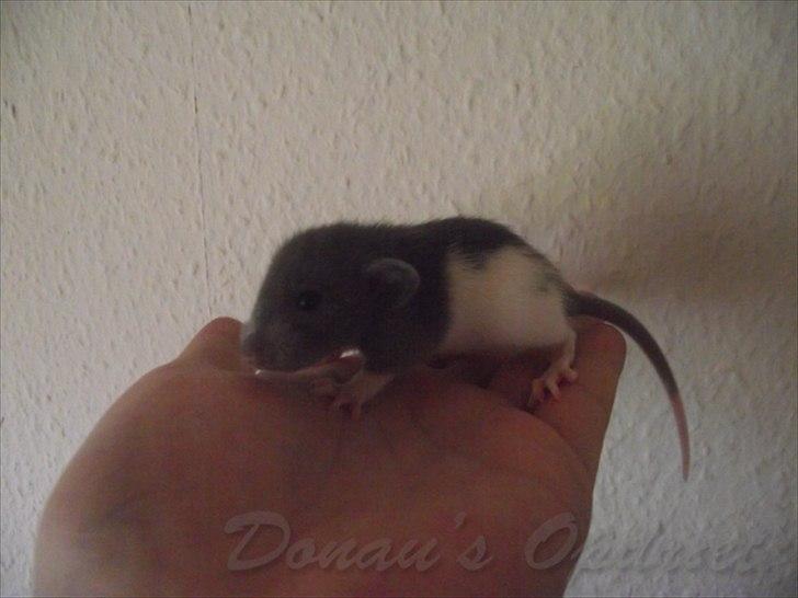 Tamrotte *Donau´s A Miracle Of Ice* - 28 august 2011, 3 uger gammel... billede 11