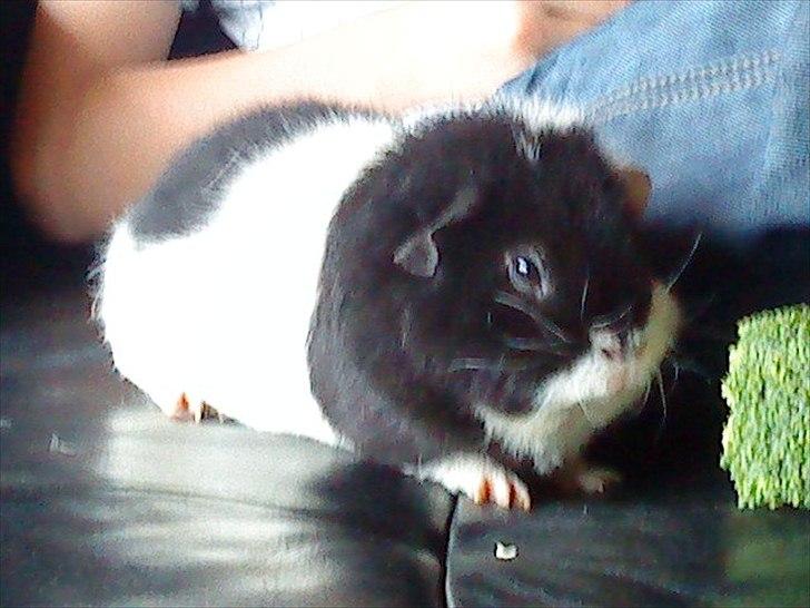 Marsvin panda pjuske (lillebrors) billede 3