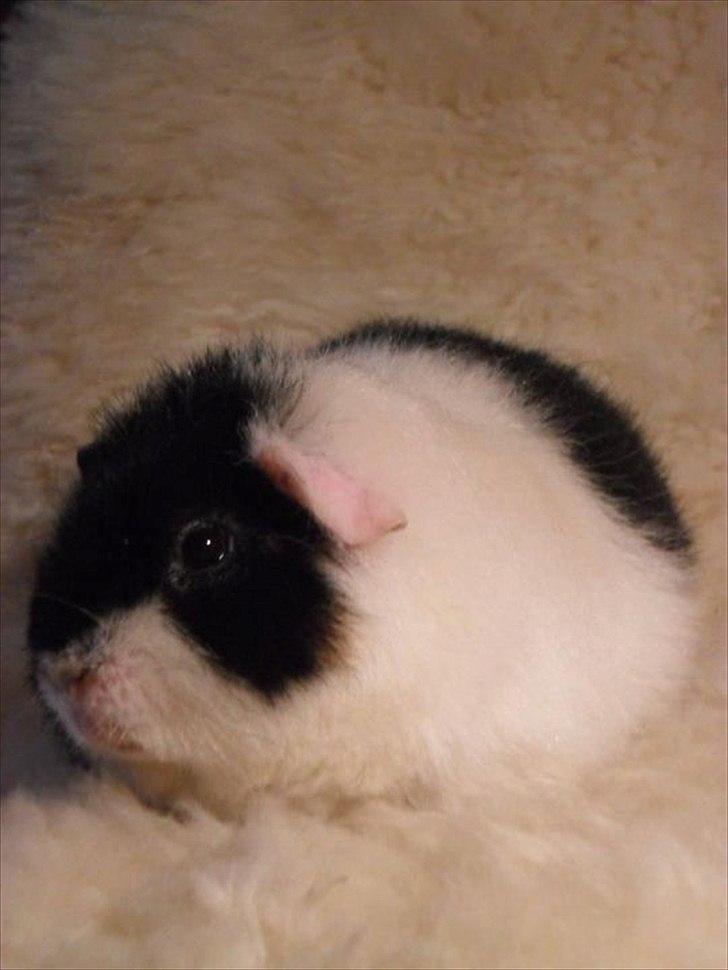 Marsvin panda pjuske (lillebrors) billede 4