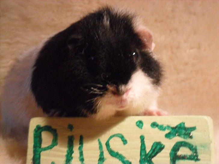 Marsvin panda pjuske (lillebrors) billede 5