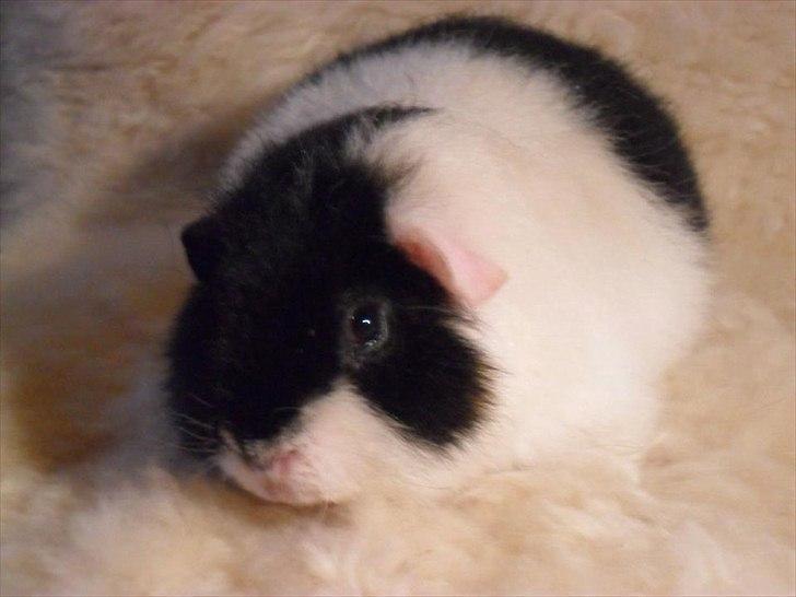 Marsvin panda pjuske (lillebrors) billede 6