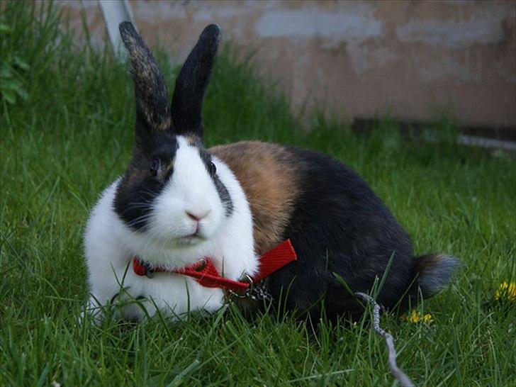 Kanin Popcorn Hollænder billede 1