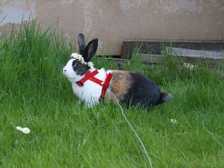 Kanin Popcorn Hollænder billede 2