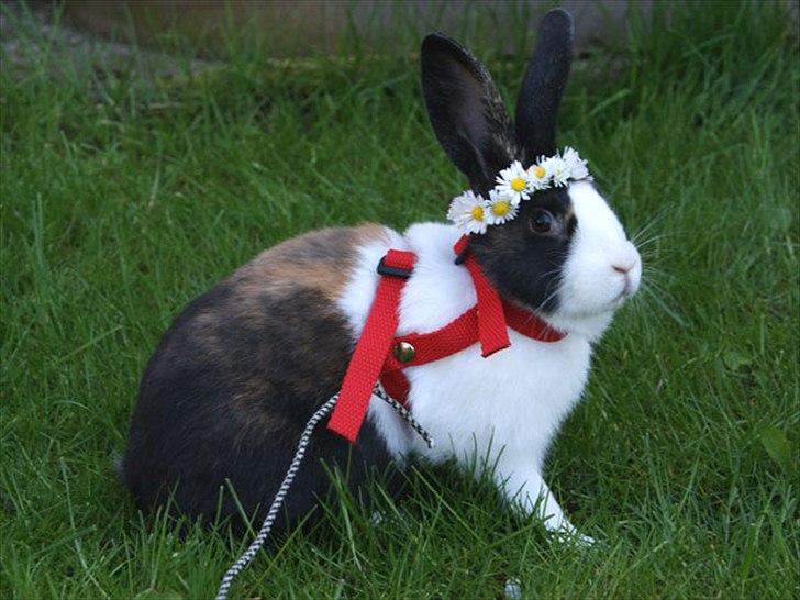 Kanin Popcorn Hollænder billede 3