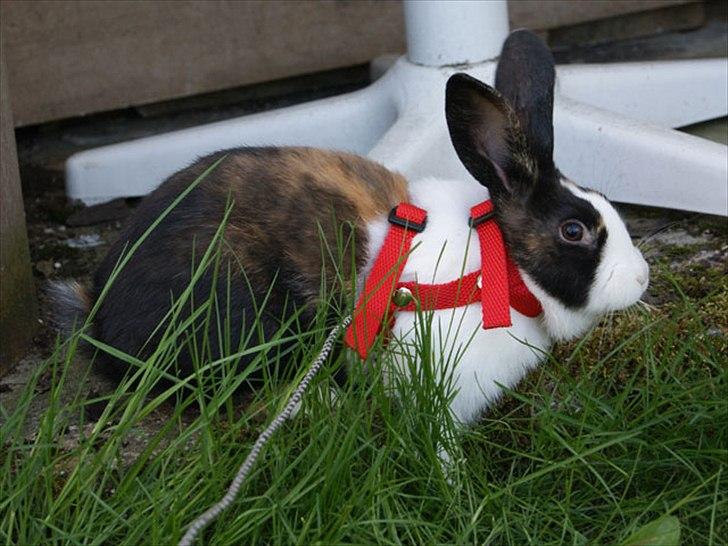 Kanin Popcorn Hollænder billede 4