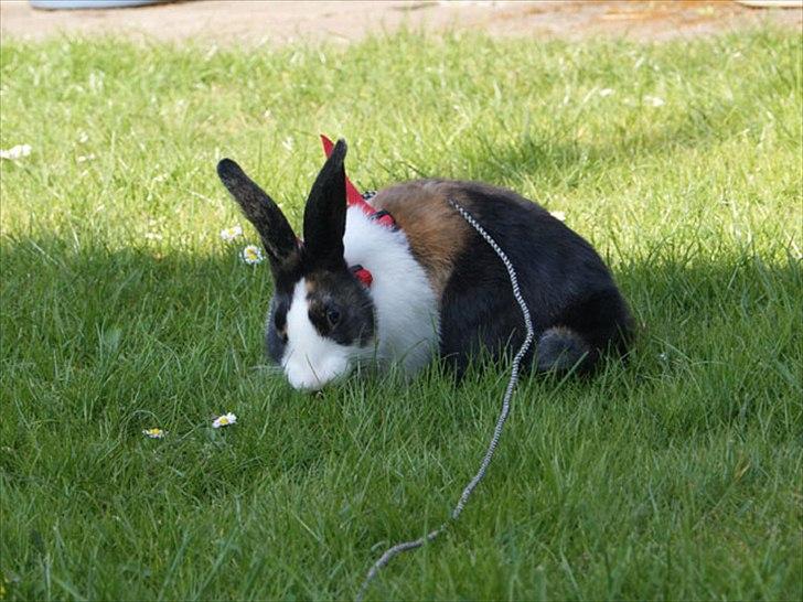 Kanin Popcorn Hollænder billede 5