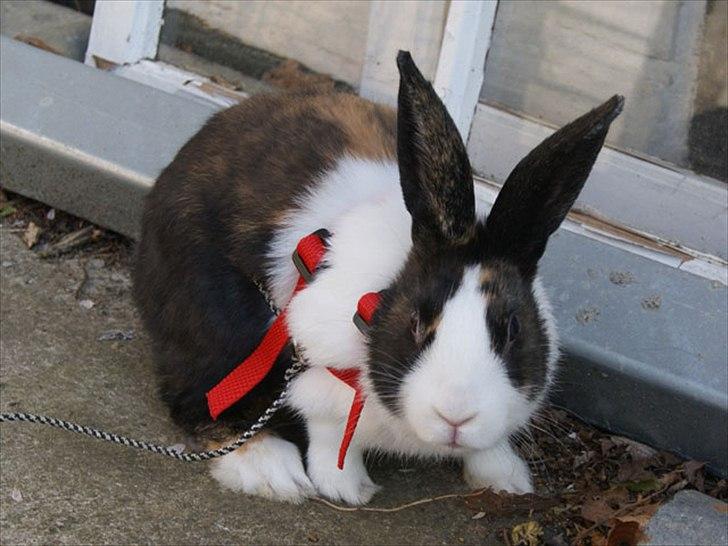 Kanin Popcorn Hollænder billede 6