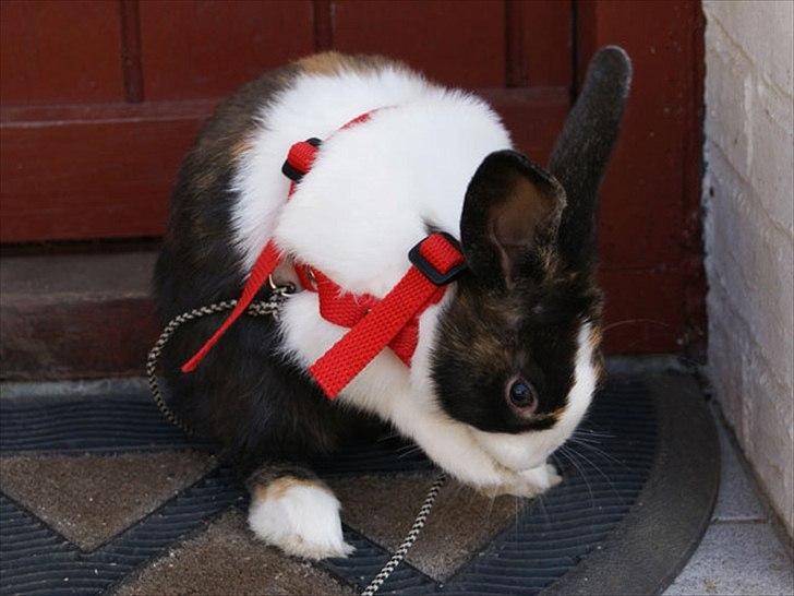 Kanin Popcorn Hollænder billede 7