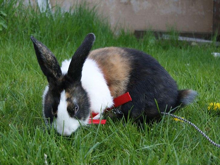 Kanin Popcorn Hollænder billede 8