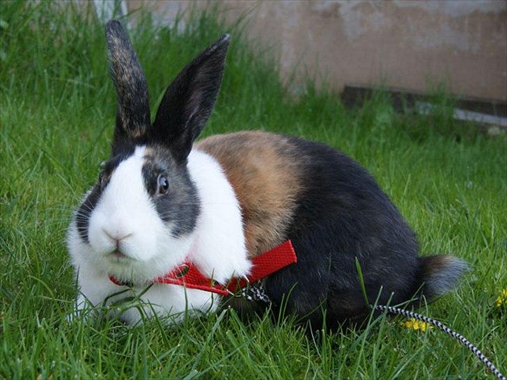 Kanin Popcorn Hollænder billede 9