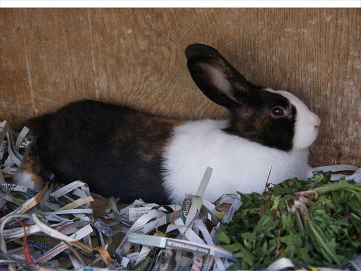 Kanin Popcorn Hollænder billede 10