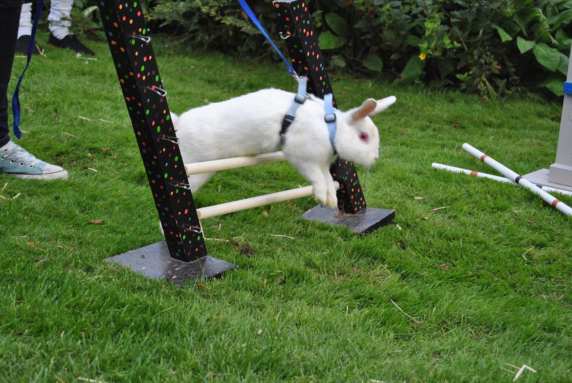 Kanin McGee - Stævne d 23 billede 15